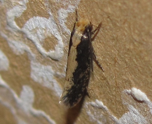 Monopis crocicapitella (Tineidae)?
